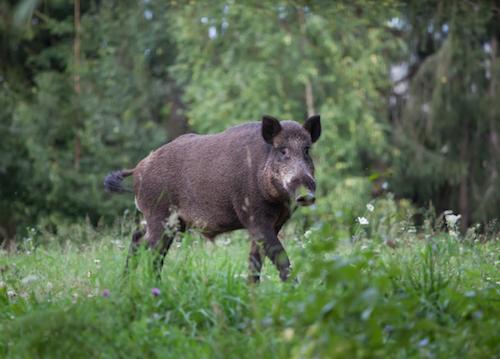 Roberts Ranch Hog